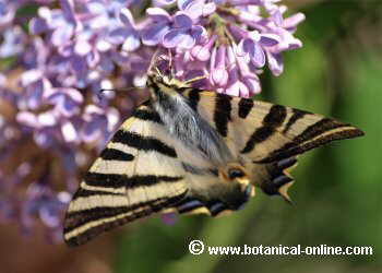 Mariposa chupaleches