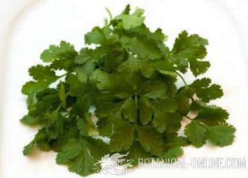 cilantro hoja coriandro