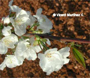 Prunus avium, flors