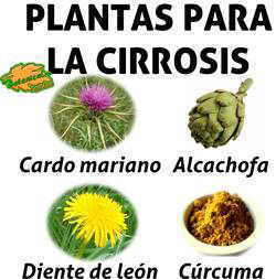 plantas medicinales para el tratamiento natural de la cirrosis, remedios