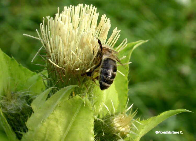 Cirsium oleraceum