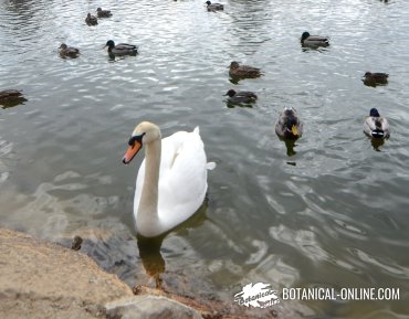 cisne blanco