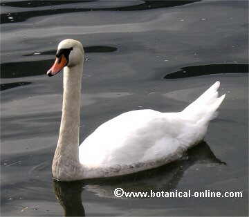 Cisne