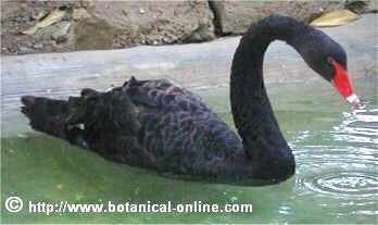 martillo Generacion Arrestar Cisne negro, animal – Botanical-online