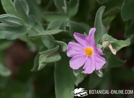 cistus albidus