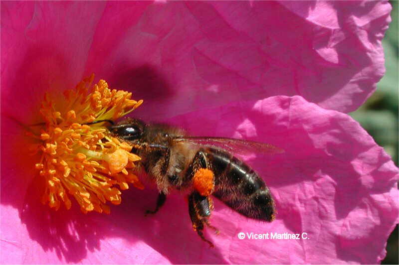 Cistus albidus