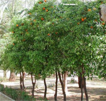 arbol de naranjo amargo