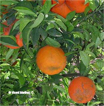 Citrus aurantium frutos