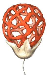 Clathrus ruber