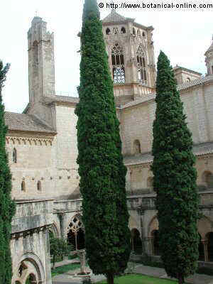 cipreses patio claustro poblet