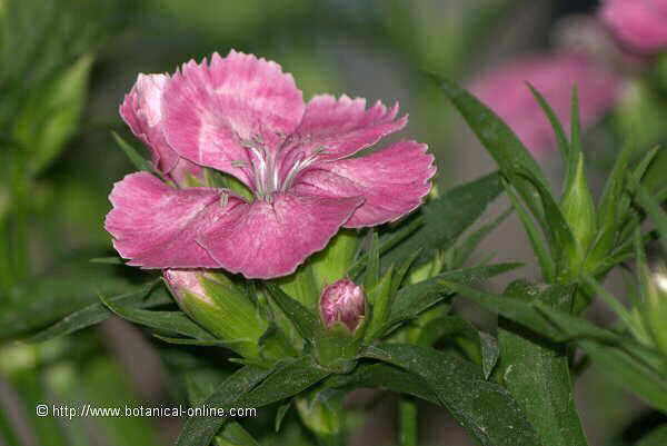 Dianthus sinensis ( Clavel chino) – Botanical-online