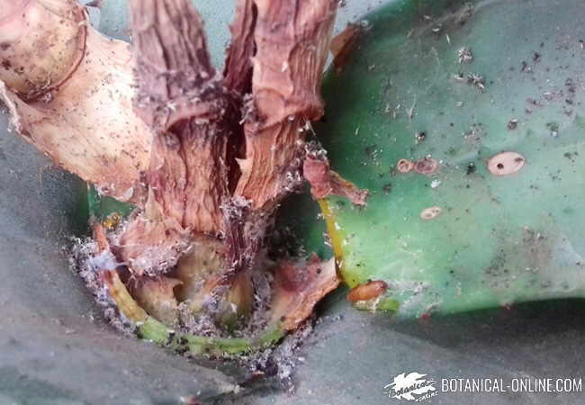 cochinilla en un aloe