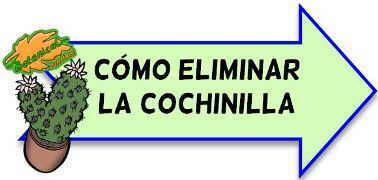 como eliminar cochinillas