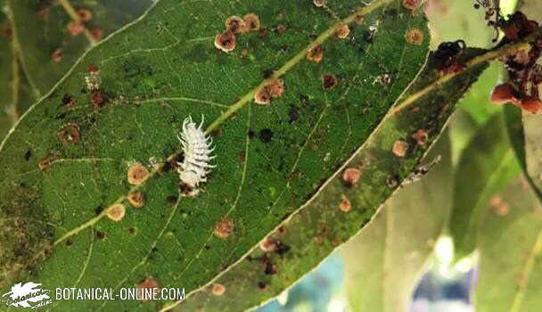 Cochinillas en un laurel