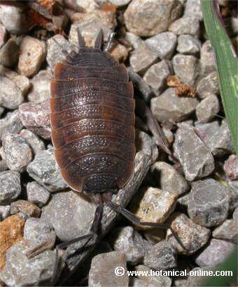 cochinilla de la humedad