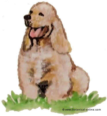 Dibujo de cocker spaniel 