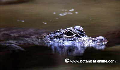 cocodrilo asomando en el agua