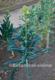 brassica oleracea licitana col toscana