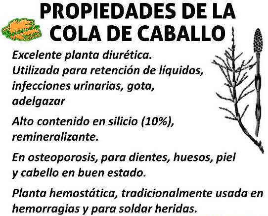 Propiedades De La Cola De Caballo Botanical Online