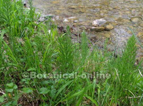 Equisetum arvense cola de caballo silvestre, en su hábitat