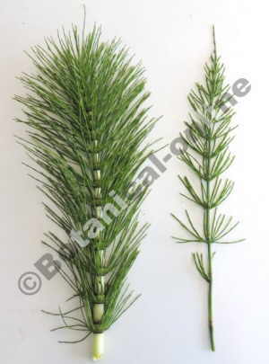 tipos de equisetum telmateia arvense