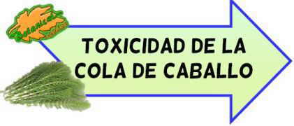 Propiedades De La Cola De Caballo Botanical Online