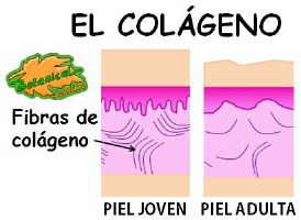 colageno piel