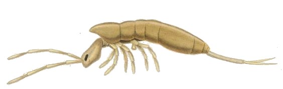 colembolo-c-giganteus