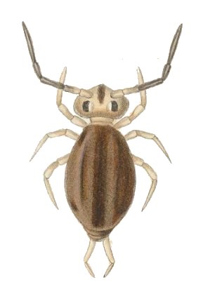 colembolo-s-liliputanus