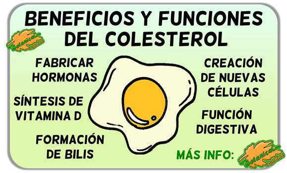 beneficios funciones colesterol en el cuerpo