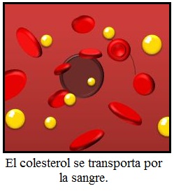 Colesterol en sangre