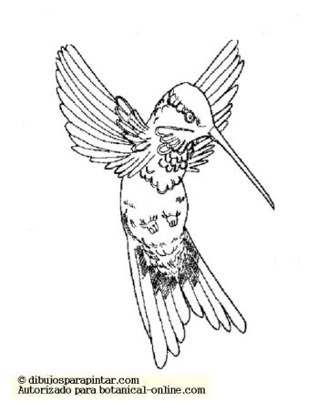 colibrí