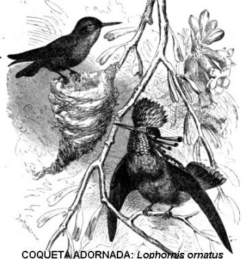Comportamiento del colibrí – Botanical-online