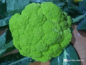 coliflor verde