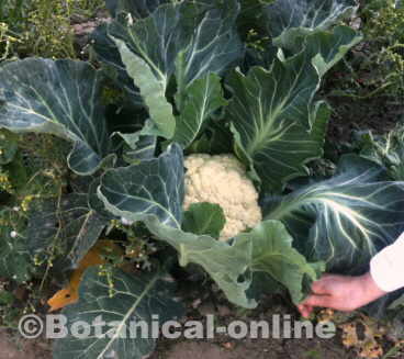 coliflor cultivo huerto