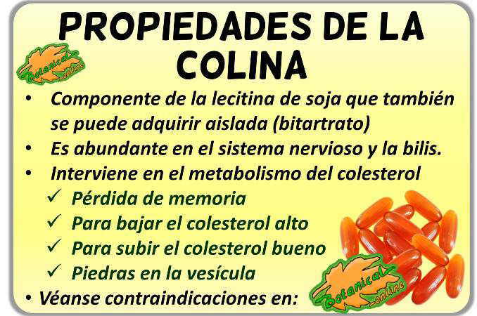 Propiedades medicinales y beneficios de la colina suplementos