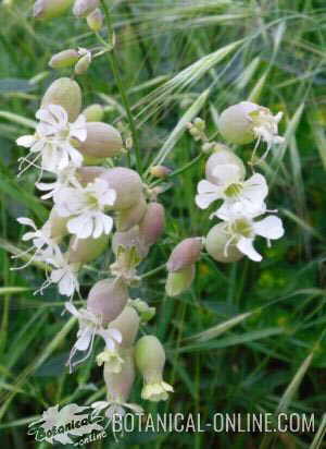 Silene vulgaris flores pendulas