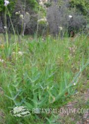 Silene vulgaris flores caliz