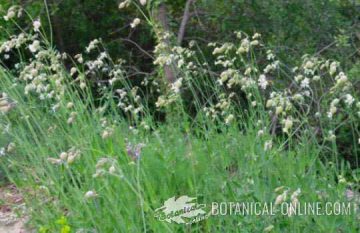 Silene vulgaris plantas en floracion, flor