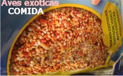 Comida pájaros exóticos