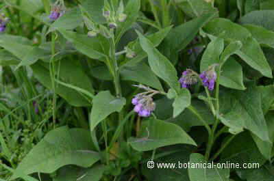 Contraindicaciones De La Consuelda Botanical Online