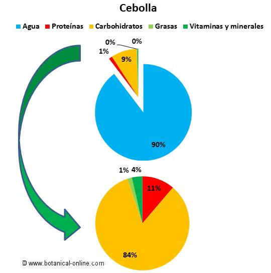 Composición de las cebollas