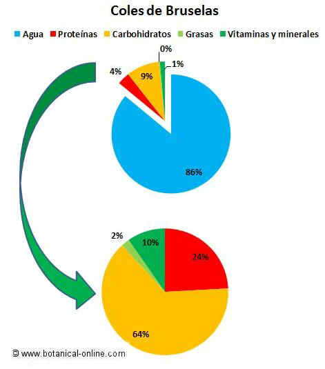 composicion de las coles de Bruselas