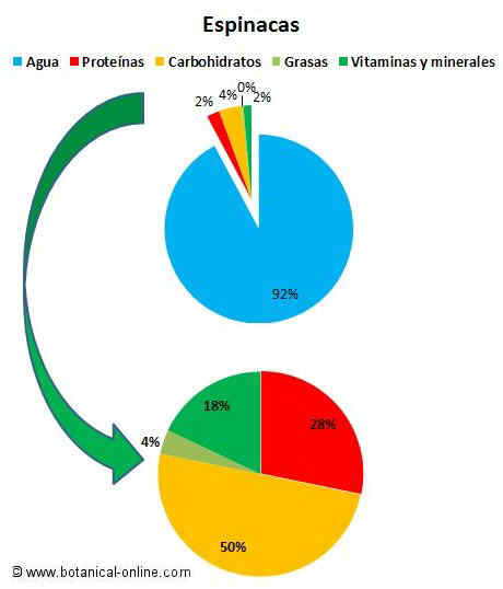 composicin espinacas