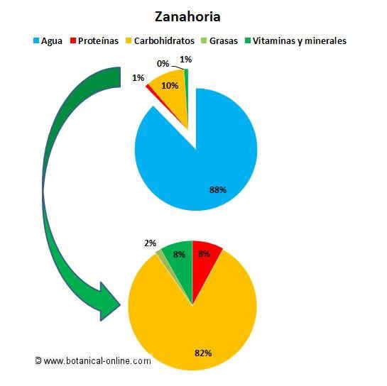 Composicion de la zanahoria