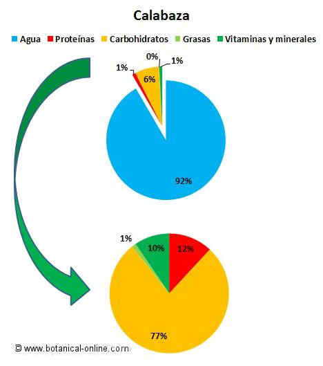 composición de la calabaza