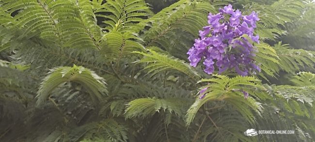 jacaranda