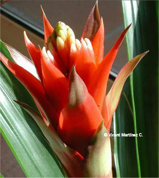 Guzmania lingulata