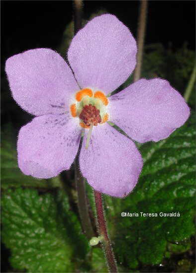 Ramonda myconi