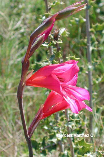 Gladiolus itallicus Mill